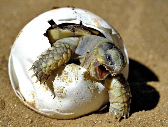 tortuga-saliendo-del-huevo